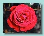 18_Wellington Rose Garden